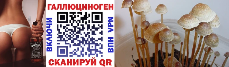 Галлюциногенные грибы Cubensis Приморск